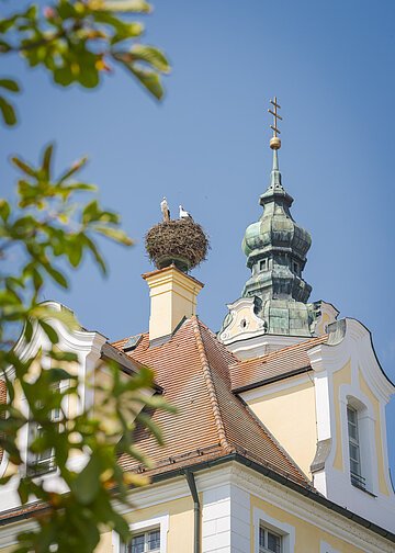 Zwei Störche in einem Nest auf einem Schornstein eines Gebäudes mit Turm und blauem Himmel.