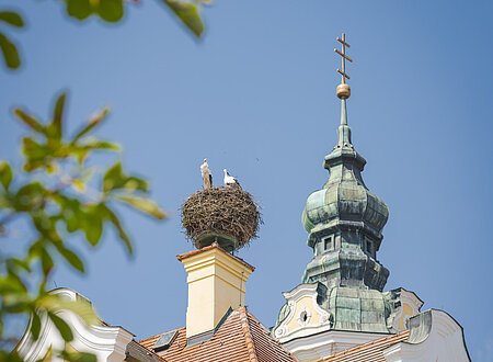 Störche in Donauwörth Zwei Störche in einem Nest auf einem Schornstein eines Gebäudes mit Turm und blauem Himmel.